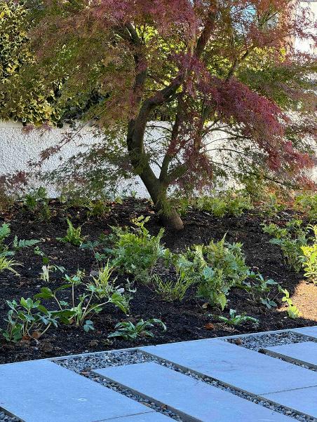 Ballinlough House Garden with limestone steps and Japanese Maple Tree