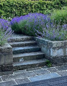 Piggery Garden with limestone steps and lavender flowers and grasses in the background