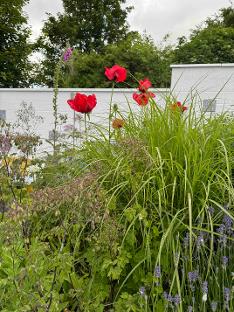 Project of The Piggery Garden with Red Poppies flowers and grasses