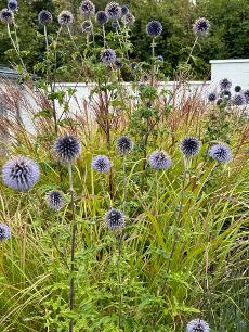 Photo of the Piggery GardenProject with Thistle flowers and grasses