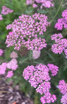 Sensory Garden Ballinlough with purple achillea flowers