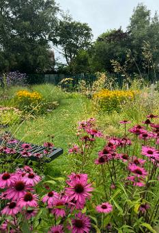 Sensory Garden Ballinlough with purple Echinacea flowers and grasses in the background