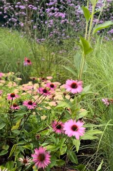Sensory Garden Ballinlough with purple flowers and grasses in the background