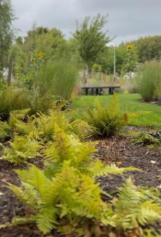 Sensory Garden Ballinlough with ferns and grasses in the background